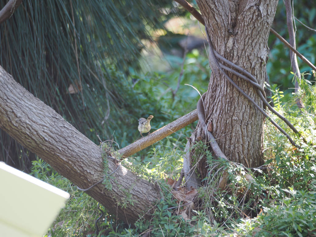 Python Perching Perching Birds by CairinaPhotography on DeviantArt