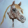 Appaloosa