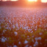 sunset over the cotton 2