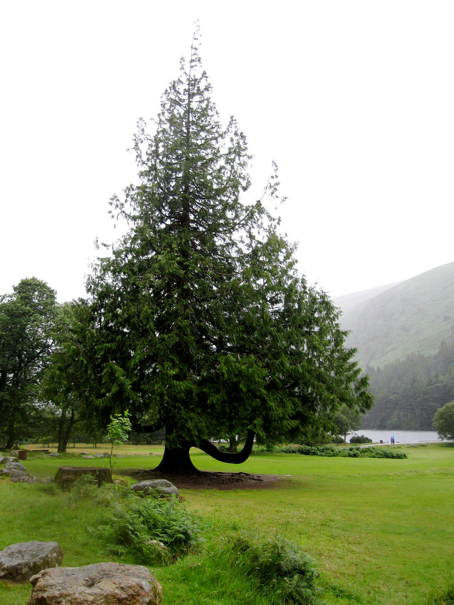 Valley of Pointy Trees by artastic21 on DeviantArt