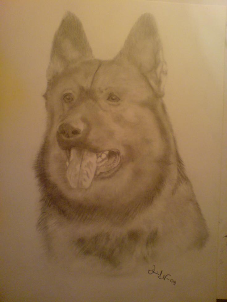 German Shepherd