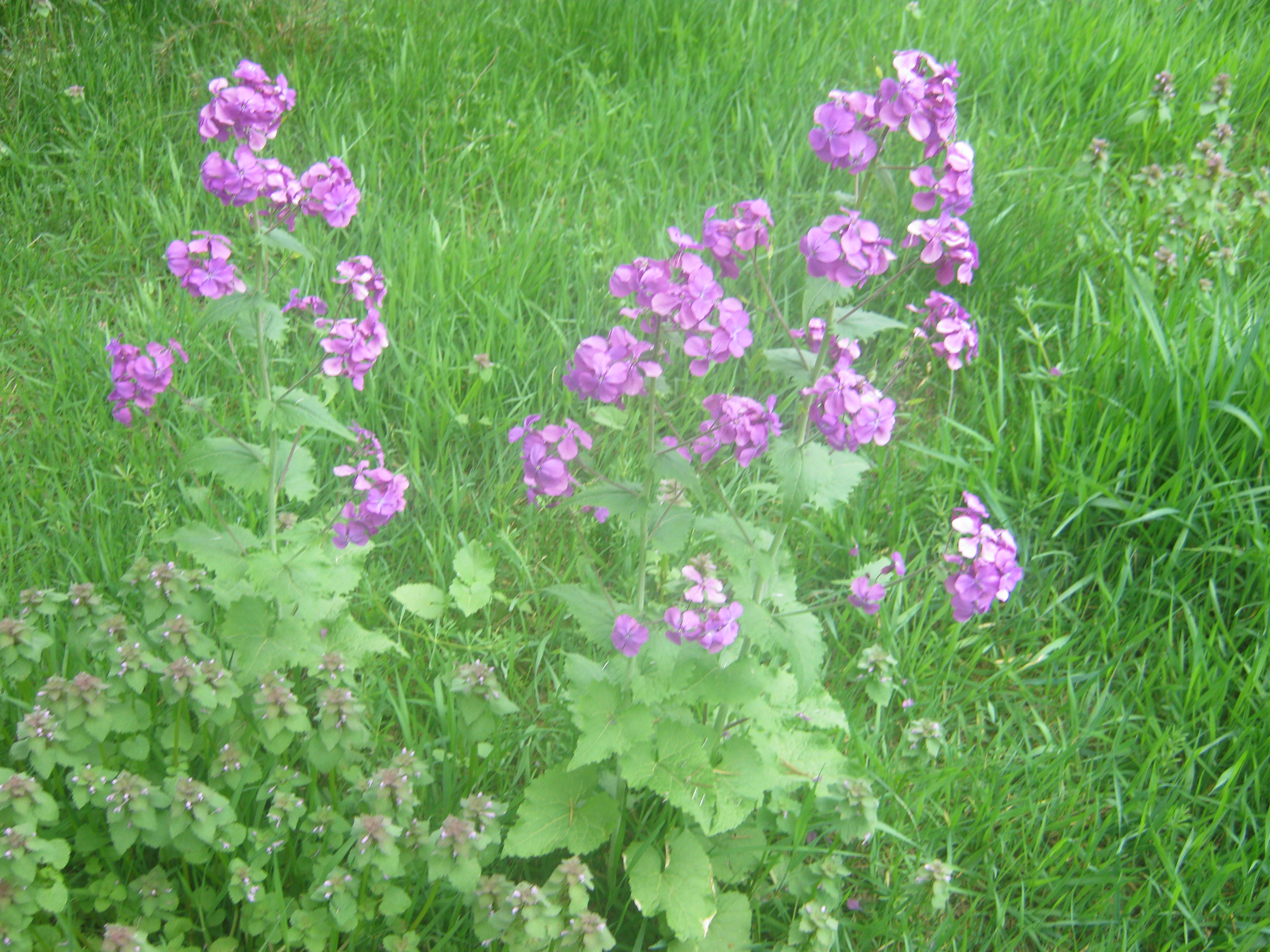 Purple flowers