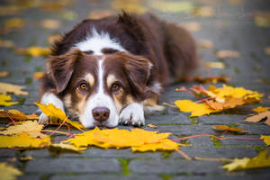 Reset in autumn by Huskana Reset in autumn by Huskana