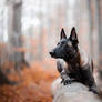 Autumn Malinois