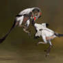 Austroraptor fight