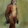 Paranthropus robustus