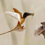 Dorygnathus banthensis