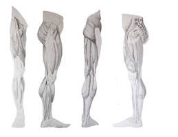 Leg Muscle Reference