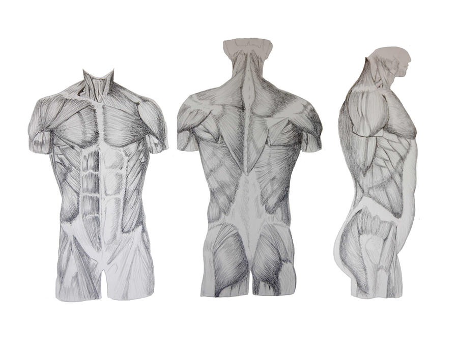 Torso muscle reference by Leland-Doodles on DeviantArt