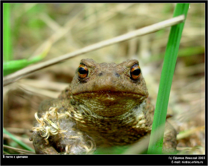 Toad with flowers