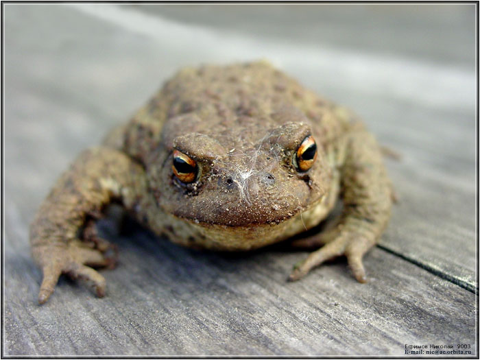 Toad II