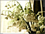 Lily of the valley 2003