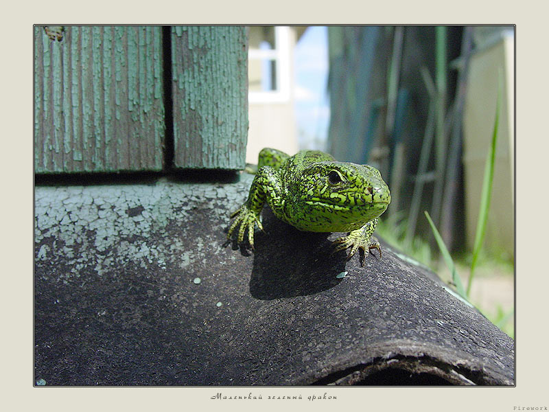 Small green dragon