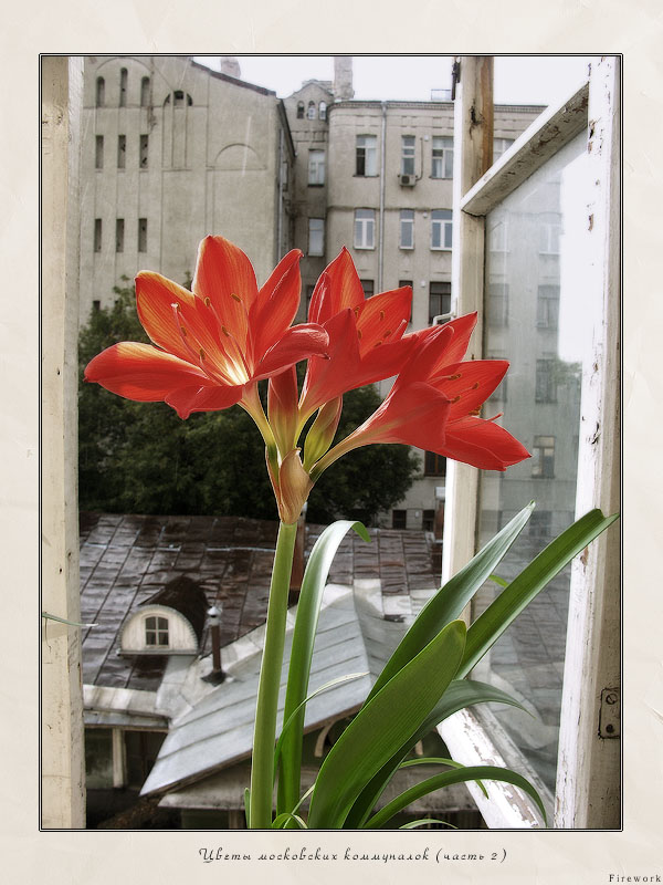 Flowers on a window sill 2