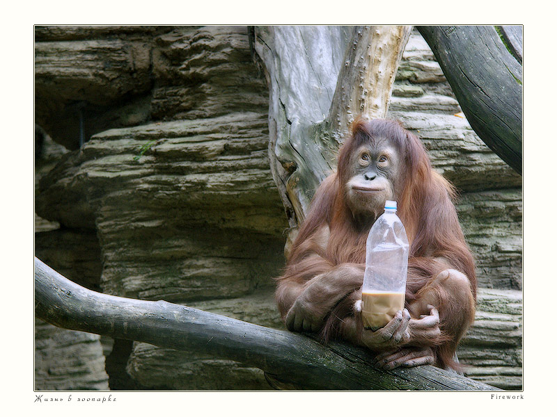 Life in Zoo VIII