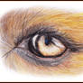 Dog Eye