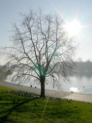 Tree in Cracow