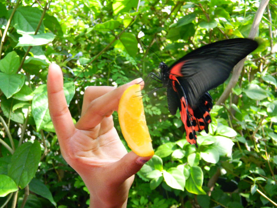 Orange Slice Butterfly