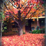 Autumn leaves