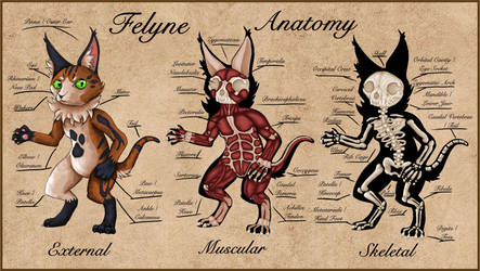 Felyne Anatomy