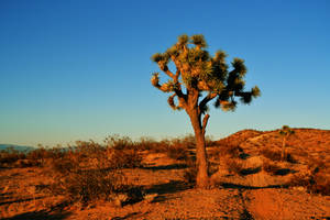 That Joshua Tree