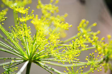 Dill flowers