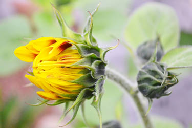 Sunflower blossom