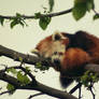 Red Panda.