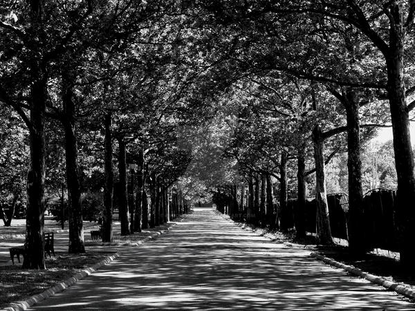 Shadowed Path by eyeofgotham on DeviantArt