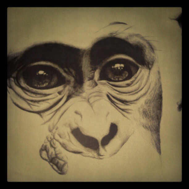 Unfinished Monkey in Pen