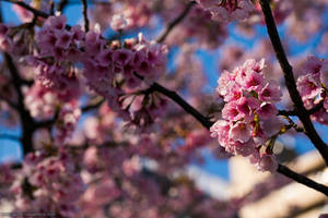 Cherry Blossoms