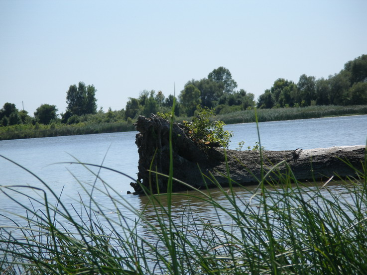 Tree in water