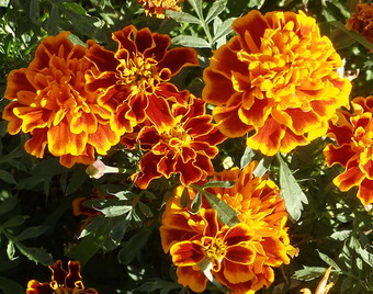 Marigolds