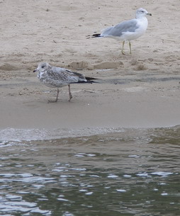 Sea Gulls again