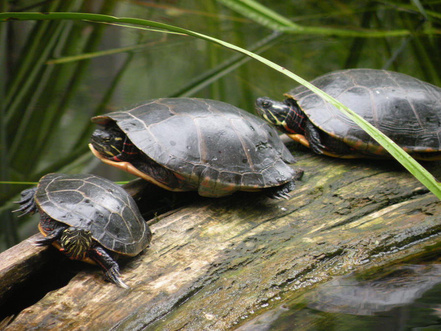 Hello Turtles by Cereal309 on DeviantArt
