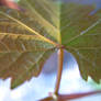 leaf II