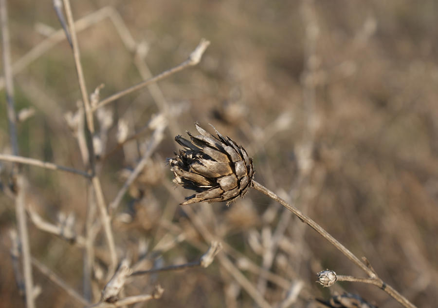 Dry flower