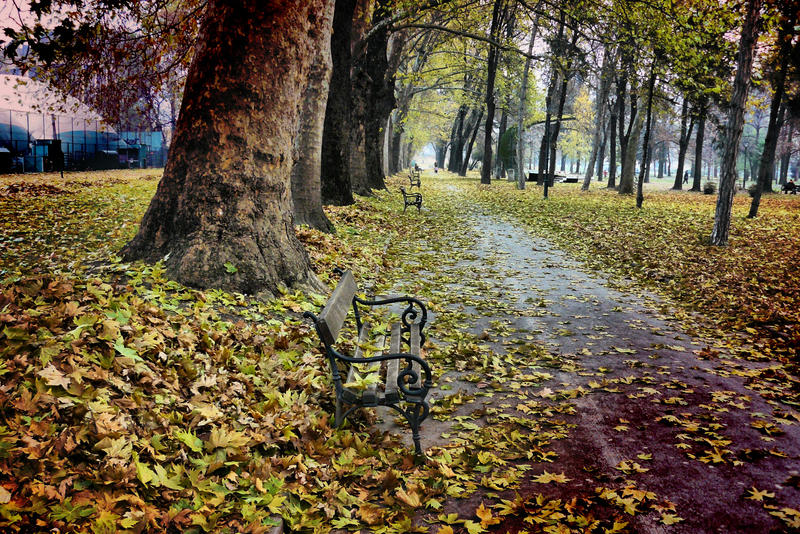 Autumn View