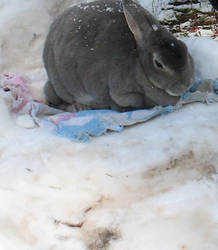 Bunny on a snowthrone