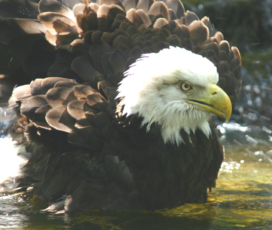 Bald eagle