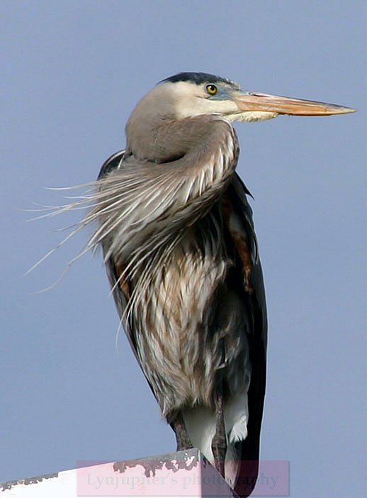 Great Blue Heron