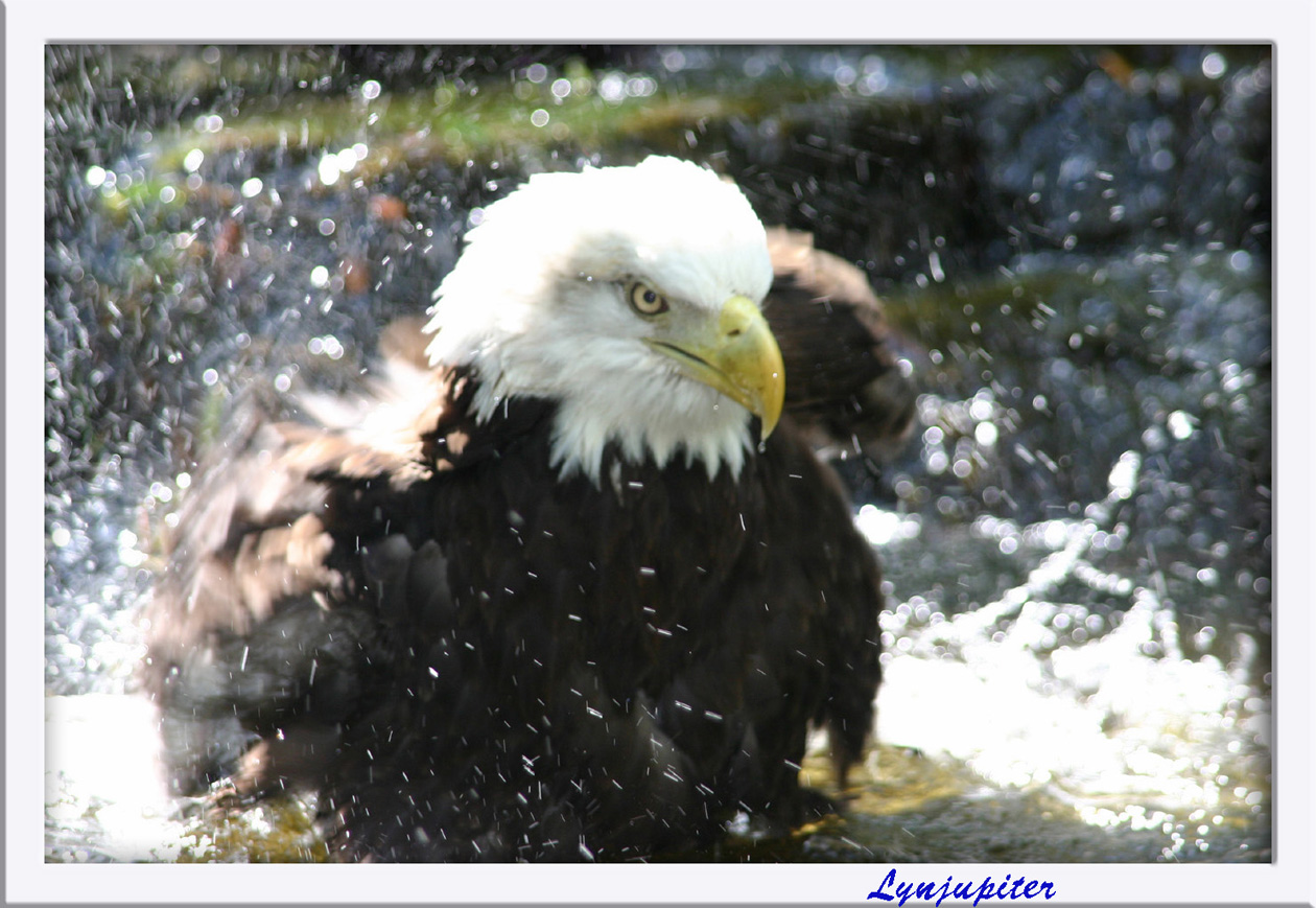 Splashing Eagle