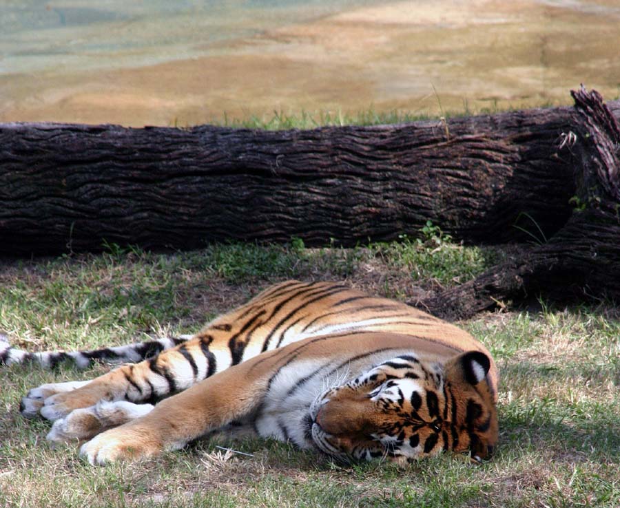 Sleeping Tiger