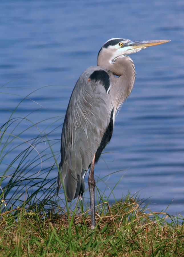 Another Great Blue