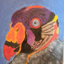 King Vulture portrait
