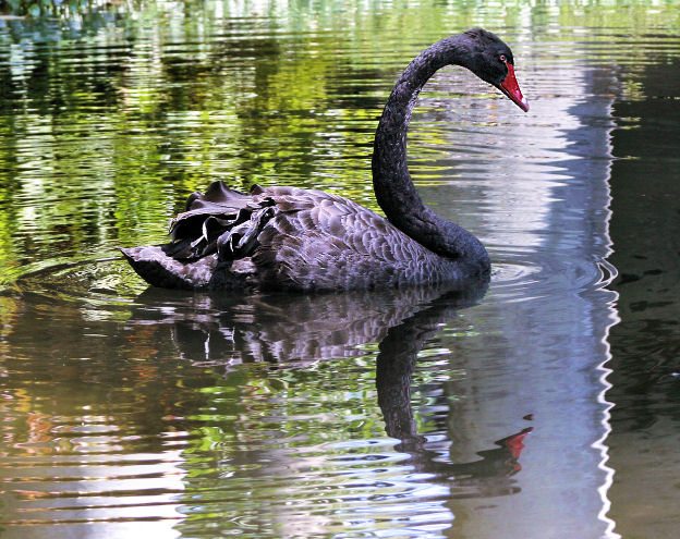 Swan on a jeweled lake