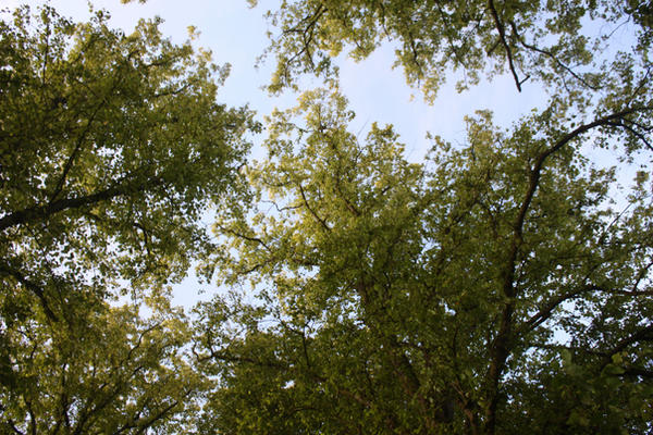 Tree Render Deviantart trees by 19803051 on DeviantArt