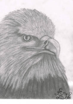 Fierce Eagle