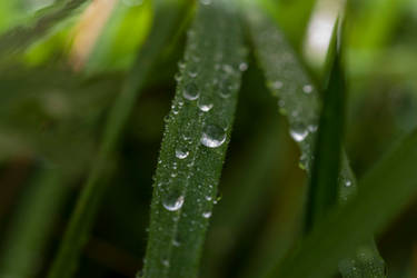 water droplets on grass 2