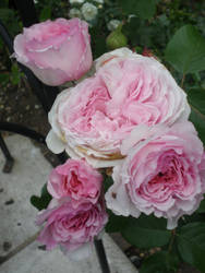 White and pink roses